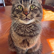 Rocco joined the competition — help win amazing prizes! cat, tabby_cat, green_eyes, whiskers, fur, pet, animal, domestic_cat, table, wooden_table, indoor, kitchen, curious, sitting, close_up, feline, cute, eyes, portrait