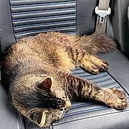 Rocco joined the competition — help win amazing prizes! animal, car_seat, cat, cozy, cute, domestic_cat, feline, fur, indoor, leather, napping, paw, pet, relaxed, resting, seatbelt, sleeping, striped, tabby, whiskers