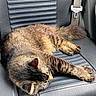 animal, car_seat, cat, cozy, cute, domestic_cat, feline, fur, indoor, leather, napping, paw, pet, relaxed, resting, seatbelt, sleeping, striped, tabby, whiskers