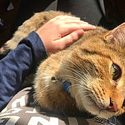 Yoongi joined the competition — help win amazing prizes! animal, cat, close_up, collar, comfort, cozy, domestic_cat, feline, fur, gentle_touch, green_eye, hand, indoor, nap_time, person, pet, relaxing, sunlight, tabby_cat, whiskers