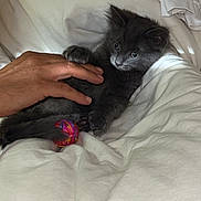 Ziggy a rejoint le concours — aidez-le/la à gagner de superbes lots ! kitten, gray_cat, hand, yarn_ball, blanket, bed, pet, playing, cozy, indoor, cute, small_animal, feline, soft, resting, domestic_animal, comfort, white, animal, paw