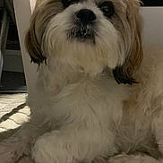 Unter a rejoint le concours — aidez-le/la à gagner de superbes lots ! dog, fluffy, carpet, indoor, pet, cute, curious, furniture, home, relaxed, animal, mammal, white, brown, fur, portrait, laying_down, domestic, companion, closeup