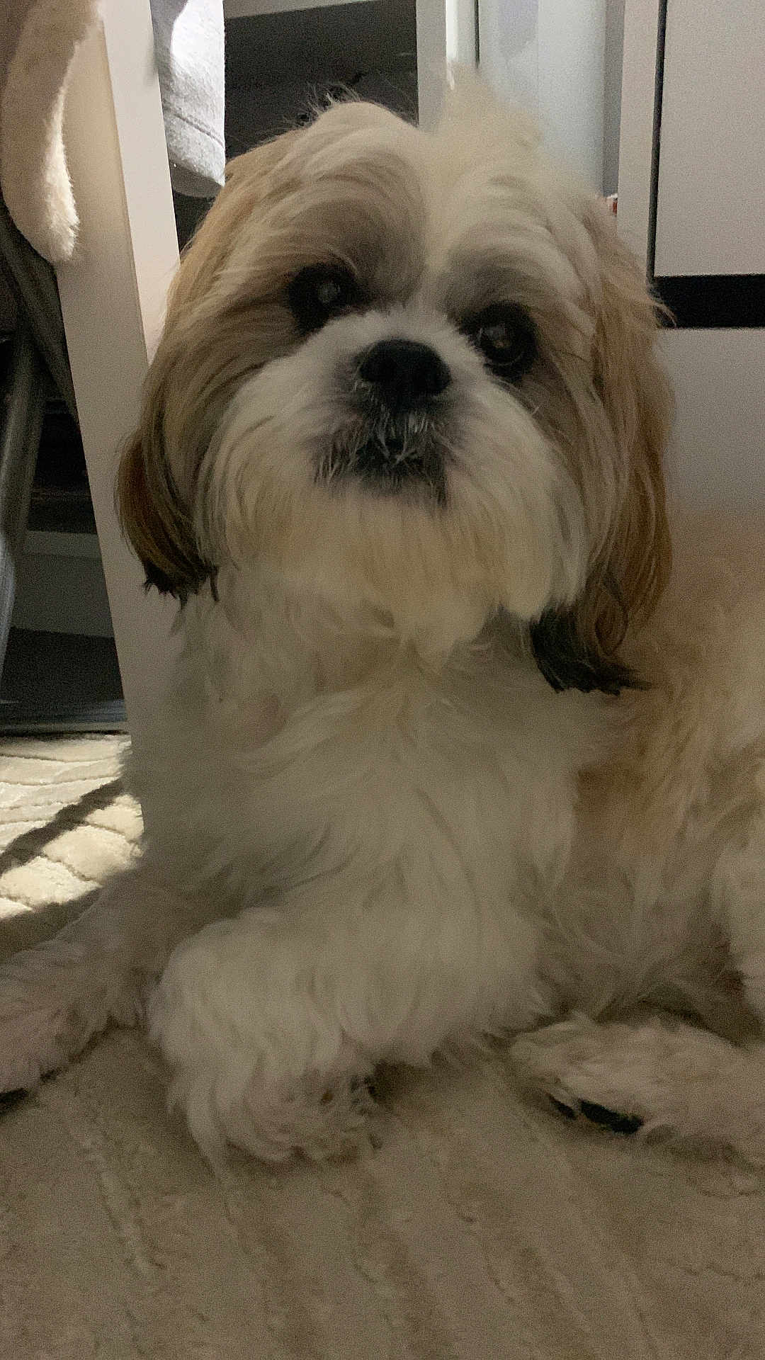 Unter a rejoint le concours — aidez-le/la à gagner de superbes lots ! dog, fluffy, carpet, indoor, pet, cute, curious, furniture, home, relaxed, animal, mammal, white, brown, fur, portrait, laying_down, domestic, companion, closeup