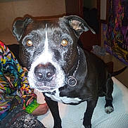 Vita Mae joined the competition — help win amazing prizes! dog, black_and_white, collar, indoor, person, colorful_clothing, patterned_clothing, sitting, white_surface, flash, close_up, pet, animal, room, furniture, tapestry, curious, paw, ear, nose