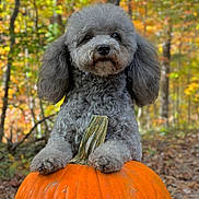 Tinker Bell joined the competition — help win amazing prizes! dog, poodle, pumpkin, autumn, fall, forest, leaves, outdoor, cute, animal, pet, seasonal, nature, orange, gray, fur, portrait, paw, tree, background