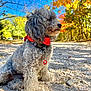 Tinker Bell is registered to the contest to win money with this photo: dog, poodle, gray_dog, curly_fur, red_bandana, collar, tag, rocky_path, autumn, fall_foliage, yellow_leaves, orange_leaves, trees, outdoor, sunlight, blue_sky, pet, sitting, nature, cute