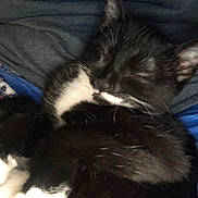 Leo joined the competition — help win amazing prizes! cat, sleeping, black_and_white, fur, whiskers, paw, closeup, cozy, resting, pet, animal, cute, domestic_animal, feline, indoor, soft, comfortable, relaxed, nap, fur_texture