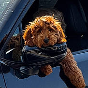 Kacie K is registered to the contest to win money with this photo: animal, black_car, brown_dog, calm, car, companion, curious, dog, fluffy, fur, head, outdoor, paw, pet, reflection, resting, shaggy, side_mirror, vehicle, window
