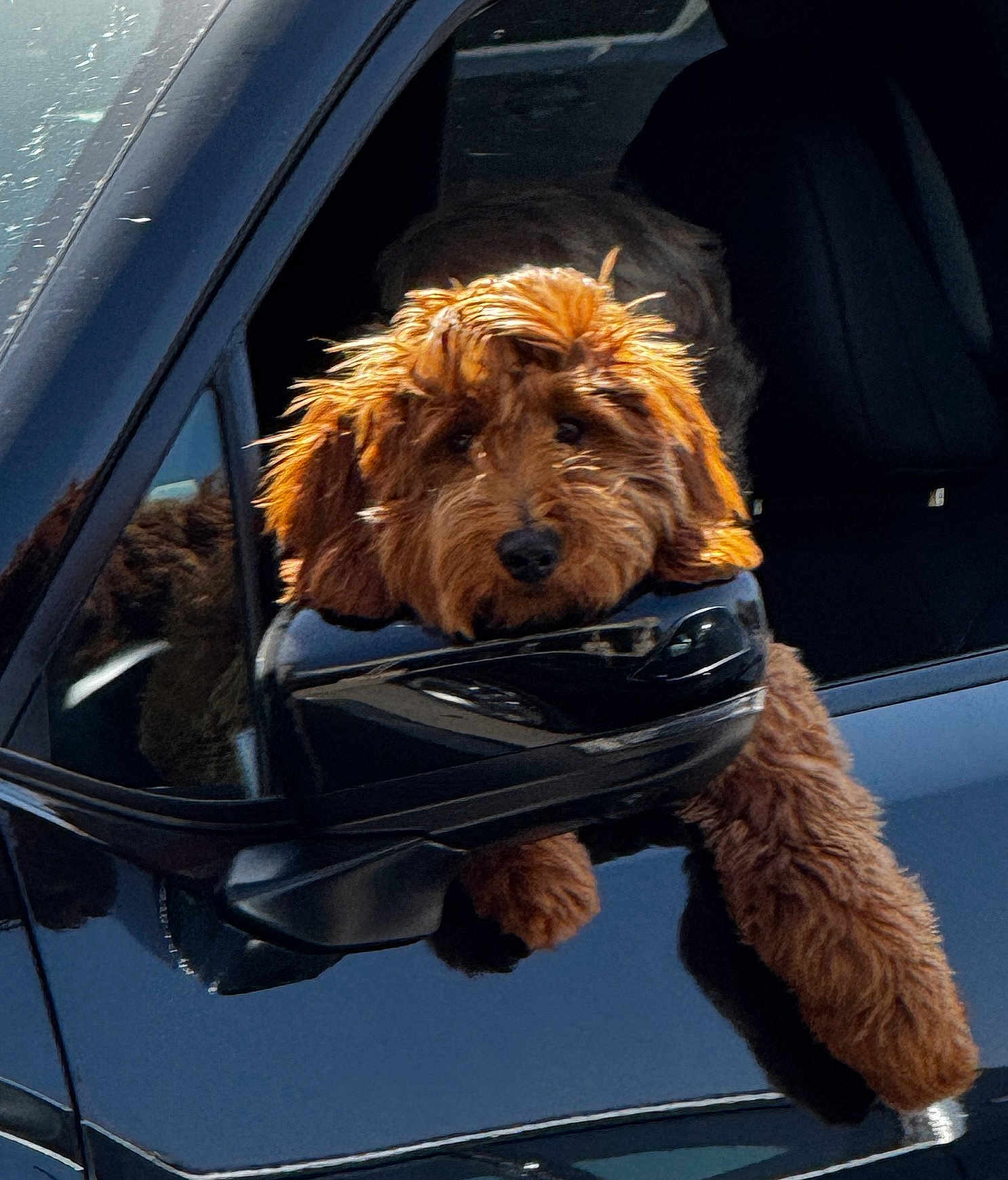 Kacie K is registered to the contest to win money with this photo: animal, black_car, brown_dog, calm, car, companion, curious, dog, fluffy, fur, head, outdoor, paw, pet, reflection, resting, shaggy, side_mirror, vehicle, window
