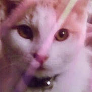 Maycee May joined the competition — help win amazing prizes! animal, bell, blurry, cat, close_up, collar, cute, domestic_cat, ears, eyes, face, feline, fur, indoor, pet, pink_nose, portrait, purple_light, soft_focus, whiskers