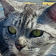 Sandy is registered to the contest to win money with this photo: cat, tabby, close_up, green_eyes, outdoor, sunlight, whiskers, fur, animal, pet, relaxed, portrait, nature, daylight, mammal, cute, feline, resting, focus, background_blur