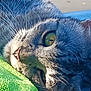 Sandy joined the competition — help win amazing prizes! cat, close_up, green_eyes, fur, whiskers, sunlight, texture, relaxed, pet, animal, indoor, face, nose, lying_down, green, eye, portrait, soft_light, macro, feline