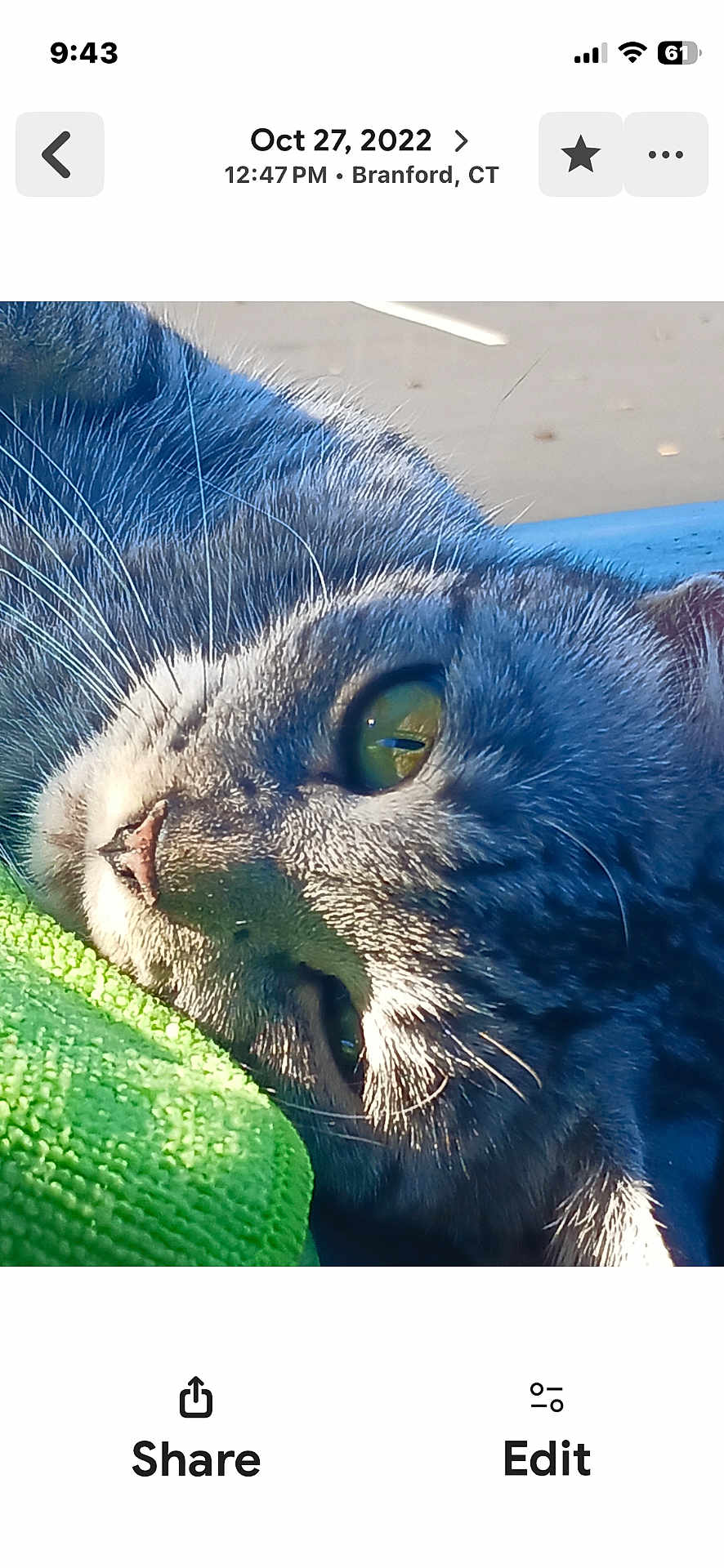 Sandy joined the competition — help win amazing prizes! cat, close_up, green_eyes, fur, whiskers, sunlight, texture, relaxed, pet, animal, indoor, face, nose, lying_down, green, eye, portrait, soft_light, macro, feline