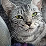 Sandy is registered to the contest to win money with this photo: cat, tabby, close_up, green_eyes, whiskers, fur, pet, animal, domestic_cat, resting, indoor, soft_texture, brush, purple_fabric, grey_fur, cute, relaxed, portrait, face, feline