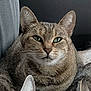 Mouse joined the competition — help win amazing prizes! cat, tabby, animal, pet, feline, close_up, green_eyes, fur, whiskers, ears, resting, indoor, cute, mammal, domestic_animal, portrait, sleepy, soft_texture, companion, laying_down