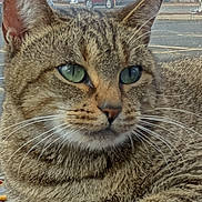 Mouse joined the competition — help win amazing prizes! animal, autumn, background, car, cat, close_up, daytime, fur, green_eyes, mammal, nature, outdoor, parking_lot, paw, pet, relaxed, resting, tabby_cat, tree, whiskers