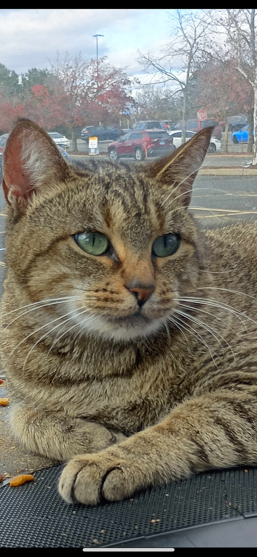 Mouse