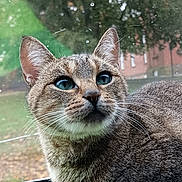 Mouse is registered to the contest to win money with this photo: cat, tabby, blue_eyes, close_up, indoor, window, raindrops, whiskers, fur, animal, pet, alert, face, ears, outdoor_background, nature, tree, building, daylight, looking_up