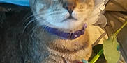 Mouse is registered to the contest to win money with this photo: abyssinian, accessories, animal, cat, egyptiancat, face, flower, flowerarrangement, flowerbouquet, formalwear, head, kitten, manx, person, pet, petal, plant, rose, smelling, tie