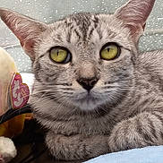 Sandra Marie Squeak joined the competition — help win amazing prizes! animal, cat, close_up, cozy, cute, domestic_cat, ears, face, fur, indoor, pet, portrait, raindrops, relaxing, resting, soft_light, tabby, whiskers, window, yellow_eyes