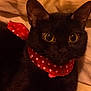alert, animal, bandana, black_cat, cat, close_up, cozy, cute, domestic_cat, ears, face, feline, fur, indoor, pet, polka_dot, red_bandana, resting, whiskers, yellow_eyes