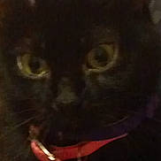 Bear Bug joined the competition — help win amazing prizes! animal, bell, black_cat, cat, close_up, collar, cute, dark, dim_light, domestic_animal, ears, face, feline, fur, indoor, mystery, pet, portrait, whiskers, yellow_eyes