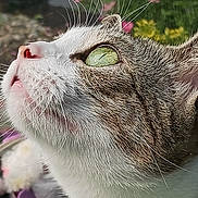 Olivia joined the competition — help win amazing prizes! cat, close_up, green_eyes, reflection, glass, whiskers, fur, outdoor, flowers, nature, curious, pet, animal, portrait, soft_focus, daylight, nose, head, background_blur