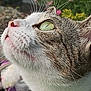 cat, close_up, green_eyes, reflection, glass, whiskers, fur, outdoor, flowers, nature, curious, pet, animal, portrait, soft_focus, daylight, nose, head, background_blur