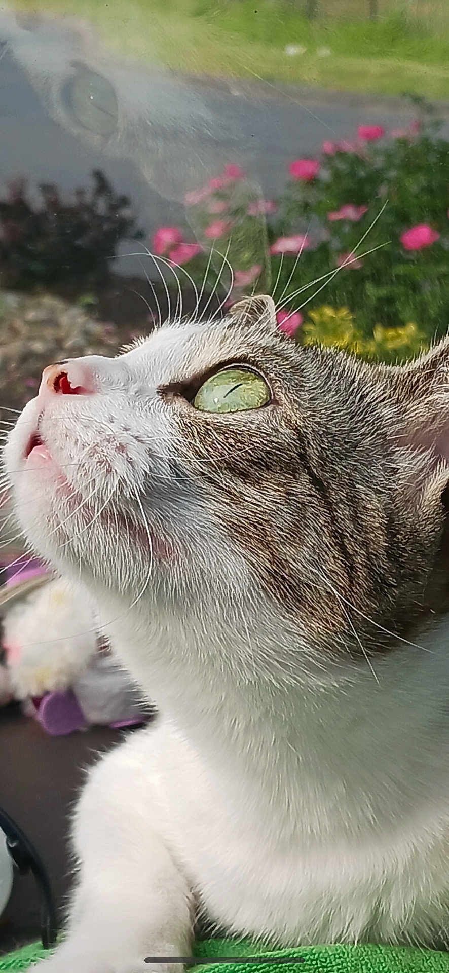 Olivia joined the competition — help win amazing prizes! cat, close_up, green_eyes, reflection, glass, whiskers, fur, outdoor, flowers, nature, curious, pet, animal, portrait, soft_focus, daylight, nose, head, background_blur