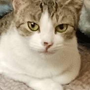 Olivia joined the competition — help win amazing prizes! animal, blanket, cat, close_up, cozy, cute, domestic, ears, feline, fur, green_eyes, indoor, mammal, paws, pet, resting, tabby, texture, whiskers, white_fur