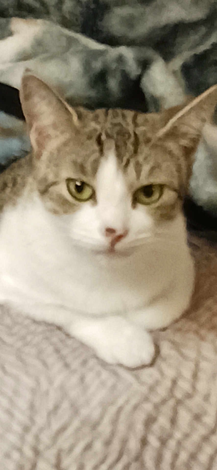Olivia