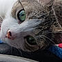 Olivia is registered to the contest to win money with this photo: cat, green_eyes, close_up, window, raindrops, steering_wheel, car_interior, fur, whiskers, nose, animal, pet, tabby, white_fur, indoor, rainy_day, reflection, soft_light, curious, resting