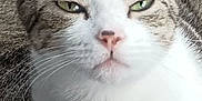 Olivia joined the competition — help win amazing prizes! cat, tabby_cat, animal, pet, feline, close_up, fur, whiskers, ears, face, green_eyes, resting, domestic_cat, cute, mammal, sleepy, companion_animal, portrait, indoor, animal_face