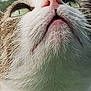 Olivia joined the competition — help win amazing prizes! cat, close_up, green_eyes, nose, whiskers, fur, outdoor, animal, pet, looking_up, curious, portrait, muzzle, white_fur, brown_fur, daylight, nature, head, feline