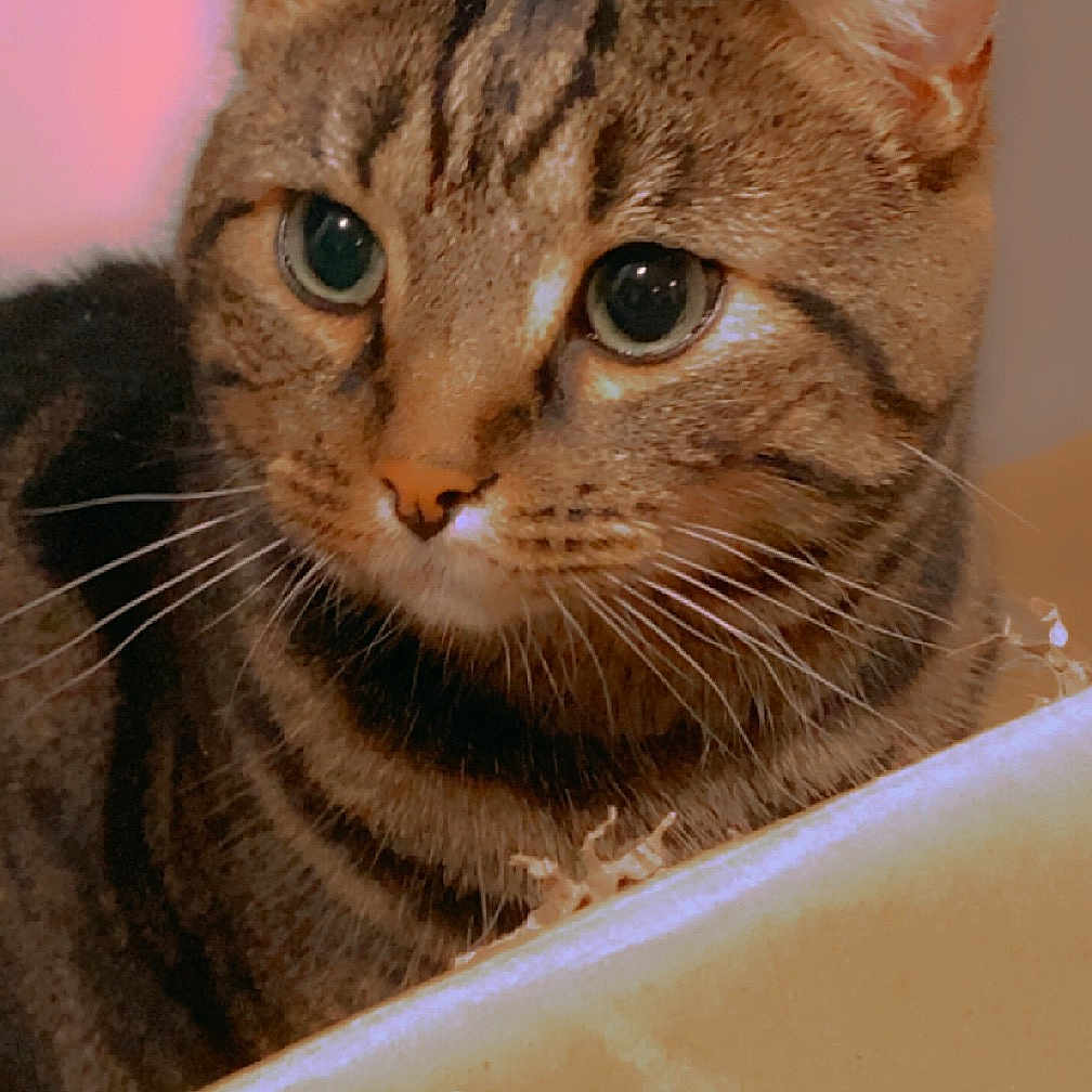 Stormy Lee is registered to the contest to win money with this photo: abyssinian, animal, box, cardboard, carton, cat, kitten, manx, pet