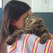 Crispy is registered to the contest to win money with this photo: cat, tabby_cat, person, hug, cuddle, fur, indoor, striped_shirt, long_hair, shoulder, close_up, pet, affection, comfort, home, animal, mammal, cute, feline, companionship