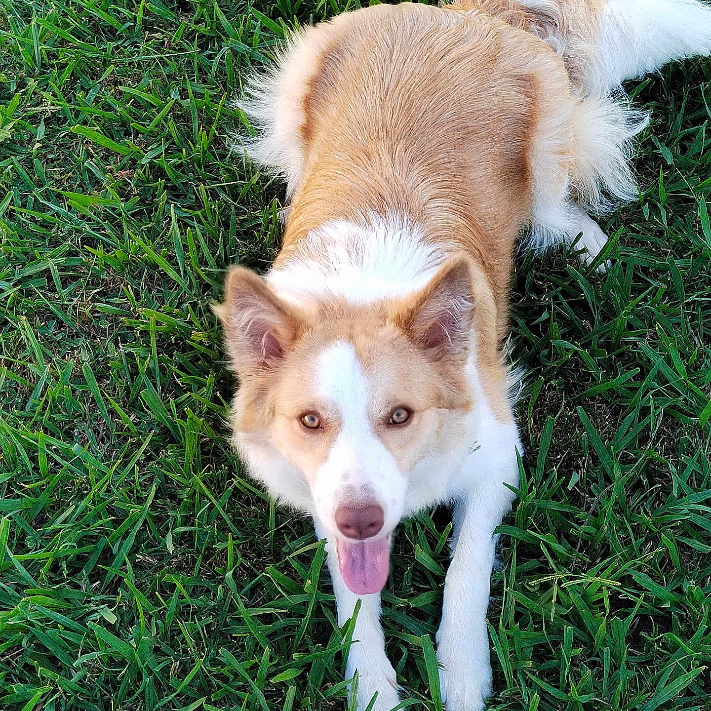 Trésor participe au concours pour gagner de l'argent avec cette photo : animal, brown_and_white, canine, companion, daylight, dog, ears, friendly, fur, grass, happy, lying_down, muzzle, nature, outdoor, pet, playful, summer, tail, tongue_out