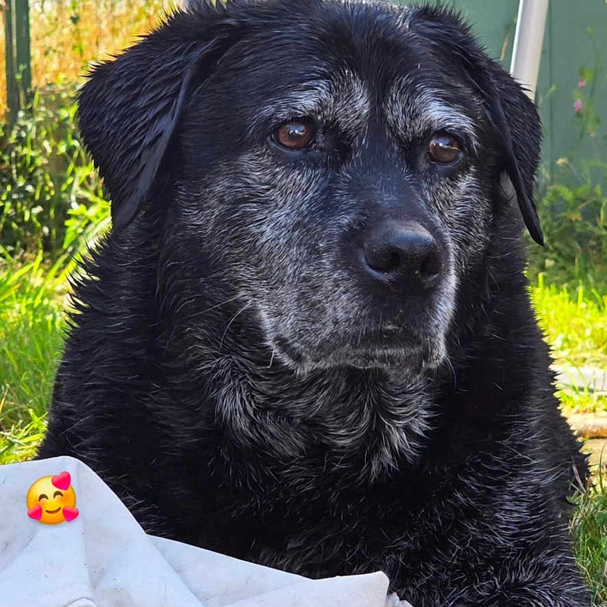 Chipie participe au concours pour gagner de l'argent avec cette photo : dog, outdoor, blanket, greenery, fence, garden, pet, animal, canine, black_dog, old_dog, fur, portrait, laying_down, thoughtful, sunlight, nature, grass, emoji, phone_overlay