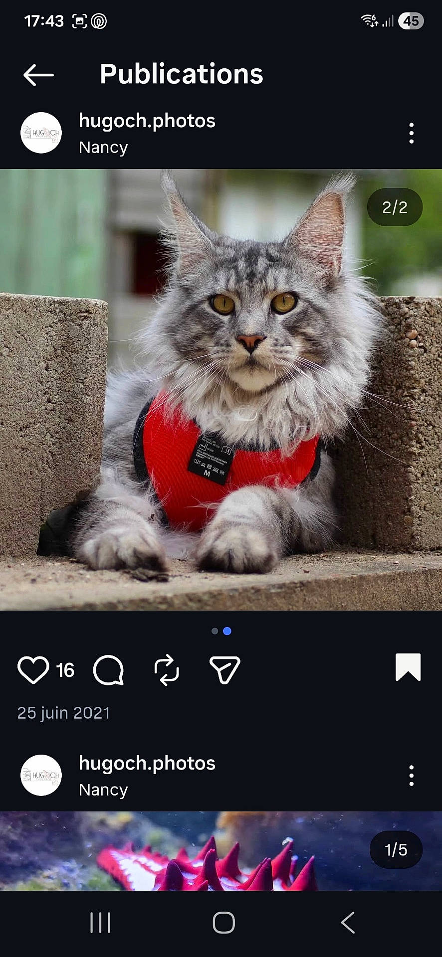 animal, cat, close_up, concrete_blocks, curious, ears, feline, fluffy, focused, grey_cat, maine_coon, nature, outdoor, pet, portrait, red_harness, resting, soft_background, whiskers, yellow_eyes