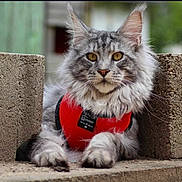 Ramy participe au concours pour gagner de l'argent avec cette photo : cat, gray_cat, fluffy, yellow_eyes, red_harness, concrete_blocks, outdoor, animal, pet, feline, closeup, portrait, whiskers, fur, paws, resting, alert, nature, mammal, domestic_animal