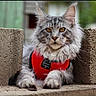 cat, gray_cat, fluffy, yellow_eyes, red_harness, concrete_blocks, outdoor, animal, pet, feline, closeup, portrait, whiskers, fur, paws, resting, alert, nature, mammal, domestic_animal