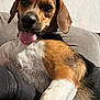 dog, beagle, tongue_out, pet, indoor, couch, close_up, tricolor, fur, nose, relaxed, playful, animal, canine, companion, domestic, friendly, cute, portrait, laying_down