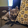 Alba participe au concours pour gagner de l'argent avec cette photo : cat, kitten, gray_fur, fluffy, blue_eyes, animal, pet, cute, portrait, close_up, sitting, couch, pillow, textile, patterned_pillow, tassel, indoor, home, window, natural_light
