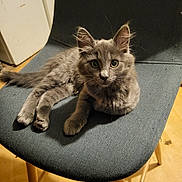 Alba participe au concours pour gagner de l'argent avec cette photo : cat, kitten, gray_cat, fluffy, long_hair, animal, pet, feline, golden_eyes, whiskers, pointed_ears, sitting, lounging, chair, furniture, indoor, home, wooden_floor, portrait, cute