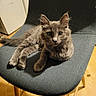 cat, kitten, gray_cat, fluffy, long_hair, animal, pet, feline, golden_eyes, whiskers, pointed_ears, sitting, lounging, chair, furniture, indoor, home, wooden_floor, portrait, cute