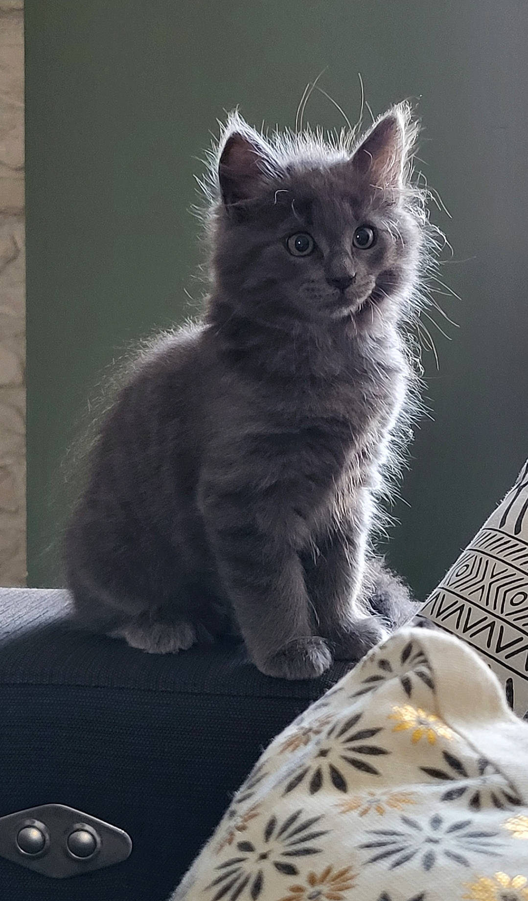 Alba