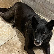 Milli is registered to the contest to win money with this photo: dog, black_dog, pet, indoor, floor, tile_floor, wooden_wall, lying_down, looking_up, animal, canine, ears, fur, face, eyes, snout, relaxed, companion, domestic_animal, home