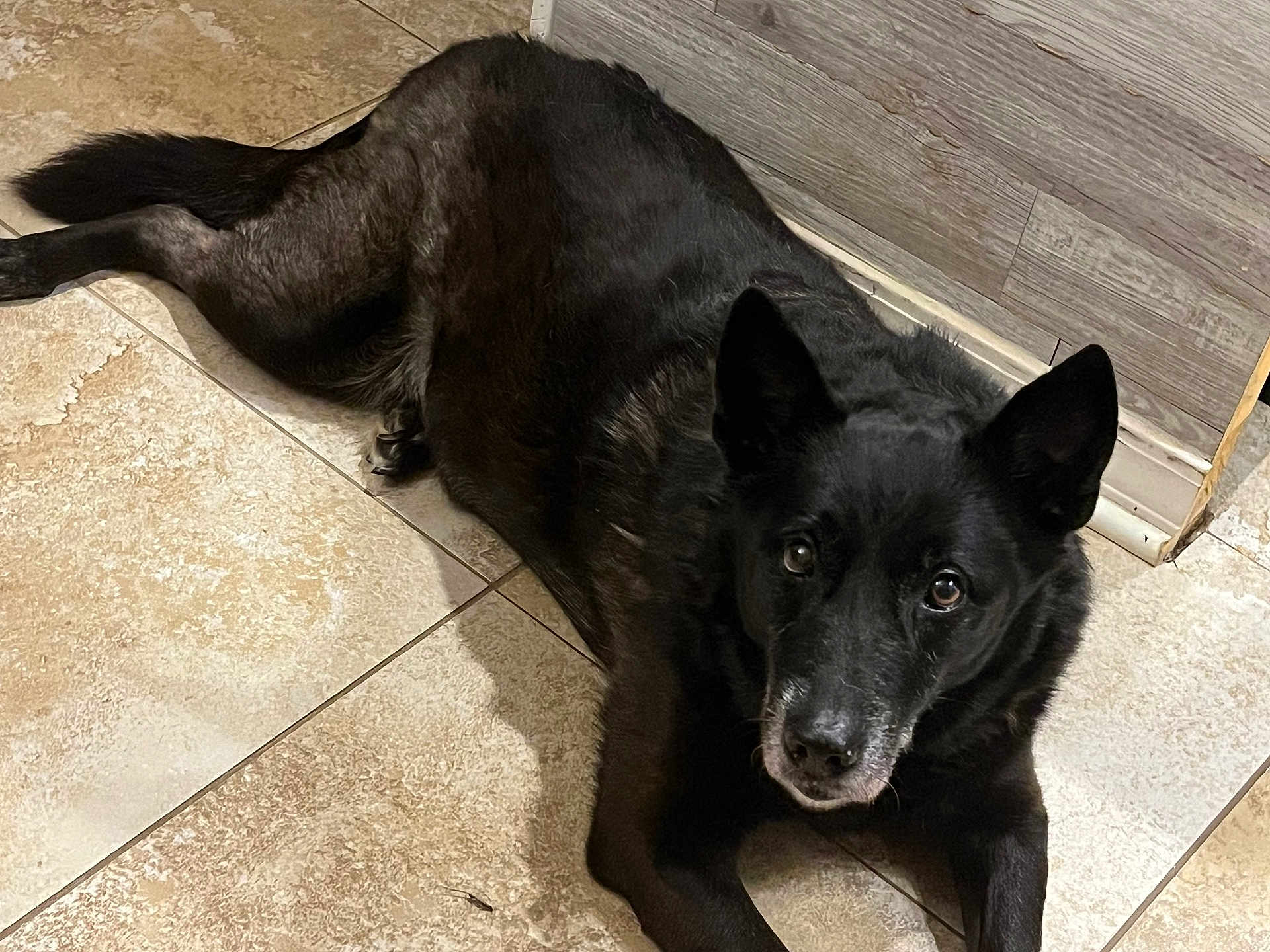 Milli is registered to the contest to win money with this photo: dog, black_dog, pet, indoor, floor, tile_floor, wooden_wall, lying_down, looking_up, animal, canine, ears, fur, face, eyes, snout, relaxed, companion, domestic_animal, home