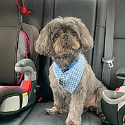 Dallas is registered to the contest to win money with this photo: dog, pet, car, car_seat, child_car_seat, blue_bandana, gray_fur, sitting, leather_seat, seatbelt, animal, cute, companion, indoor, transportation, travel, adorable, fluffy, portrait, young