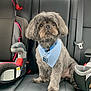 adorable, animal, blue_bandana, car, car_seat, child_car_seat, companion, cute, dog, fluffy, gray_fur, indoor, leather_seat, pet, portrait, seatbelt, sitting, transportation, travel, young